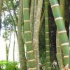 Paraiso Bambu y la Guadua